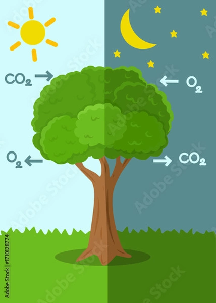 Fototapeta Educational illustration of tree photosynthesis and respiration showing oxygen release during the day and carbon dioxide at night. Science learning graphic for kids.