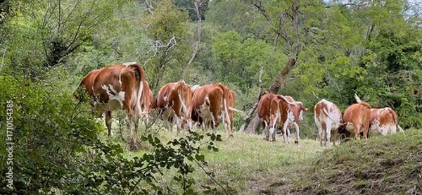Fototapeta The rears and tails of Hereford Cattle on a Summer day