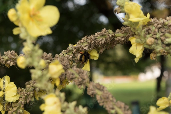 Fototapeta Hummel sitzt auf Königskerze