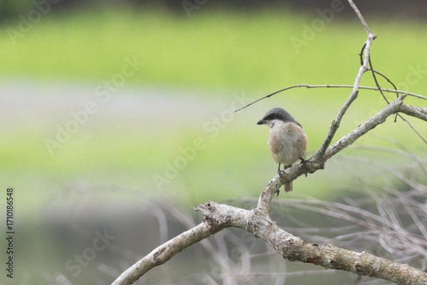 Fototapeta Long-tailed Shrike Perched on Tree Branch in Natural Habitat