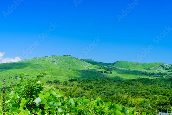 Fototapeta 夏の草原