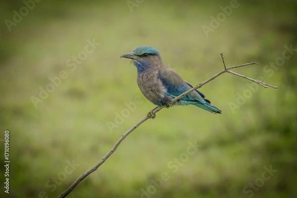 Fototapeta Indian Roller Bird with Vibrant Blue Plumage Perched on Thin Branch