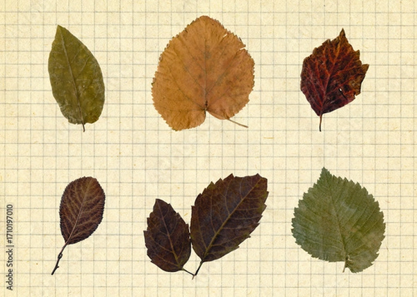 Fototapeta Set of autumn leaves on squared paper background. Colorful of autumn season.	