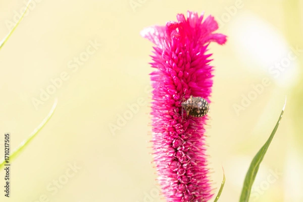 Fototapeta Flower Garden  - Vibrant Pink Celosia with Visiting Insect in Macro Photography