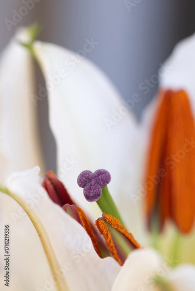 Fototapeta White Lily in Closeup with Bright Orange Stamens at Garden