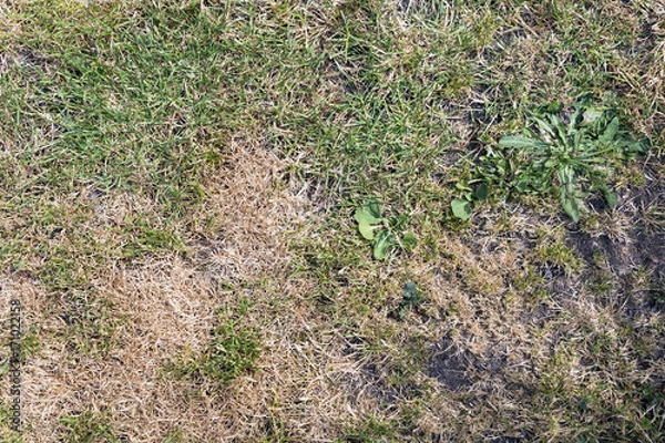 Obraz Trawa z łysymi i suchymi łatami