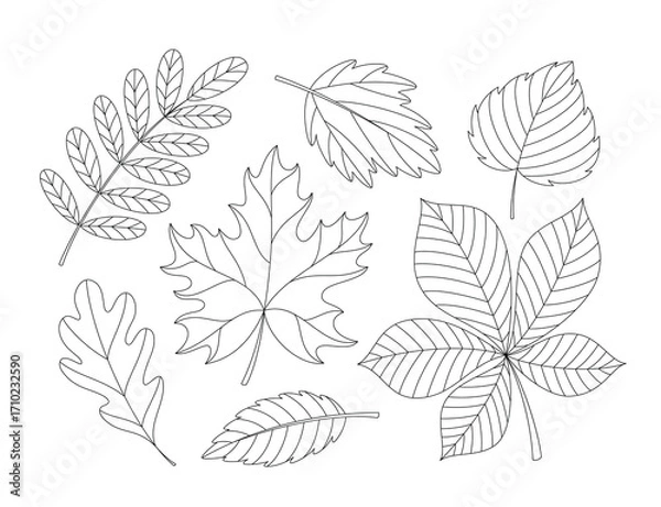 Fototapeta Various leaves set. Black and white outline vector illustration. Autumn coloring page for children