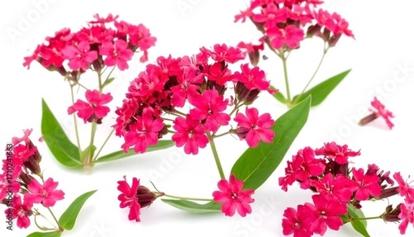 Obraz Pink flowers on white background
