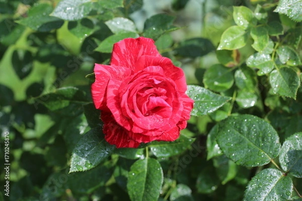 Obraz red rose in garden