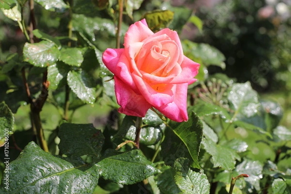 Obraz red rose in garden