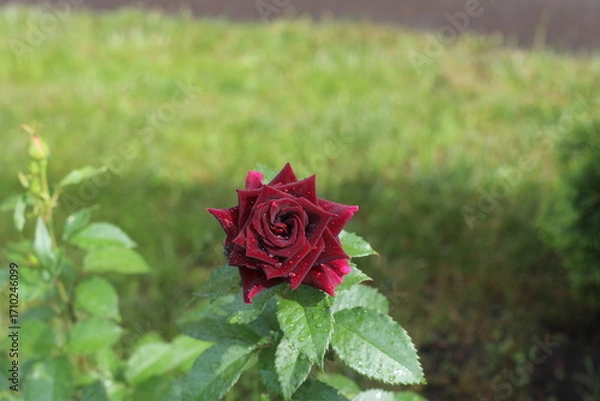 Obraz red rose in garden