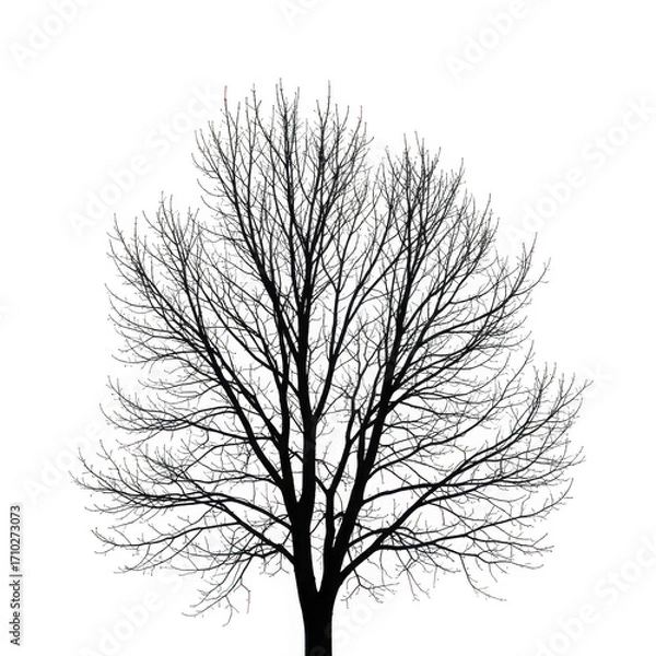 Fototapeta Detailed black and white silhouette of a dense deciduous tree isolated on transparent background