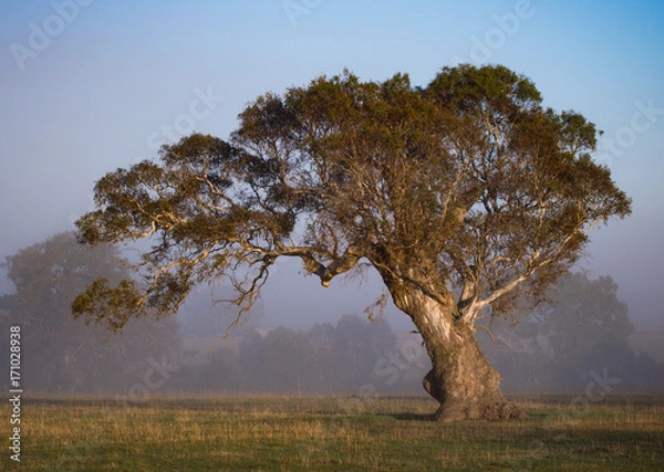 Fototapeta Gum Tree in the field