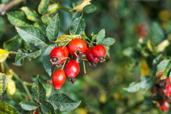 Fototapeta Close-up of ripe red rosehips against a green background