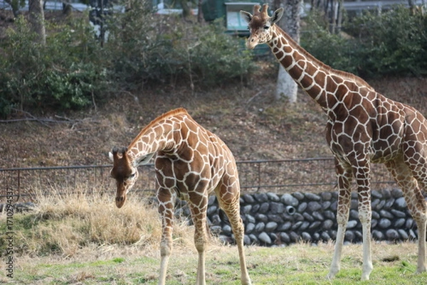 Fototapeta キリンの親子