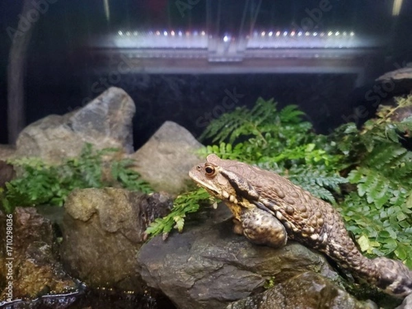 Fototapeta かえる