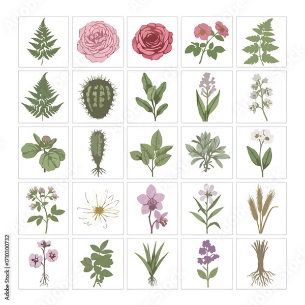 Fototapeta A grid of 25 detailed botanical illustrations featuring various plants, flowers, and ferns.
