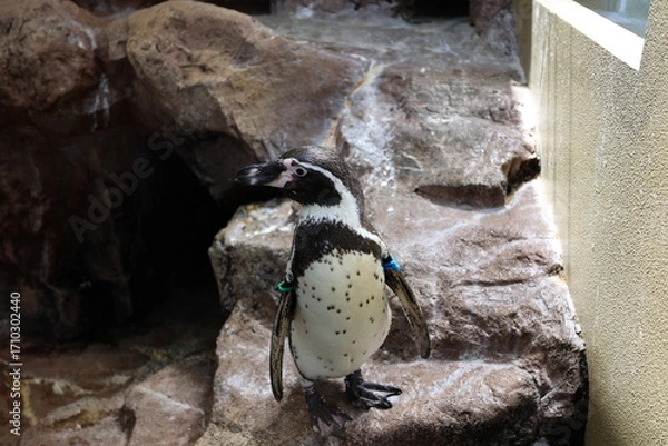 Fototapeta ペンギン