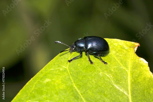Fototapeta Close-Up of a Black Beetle on a Green Leaf in Natural Habitat