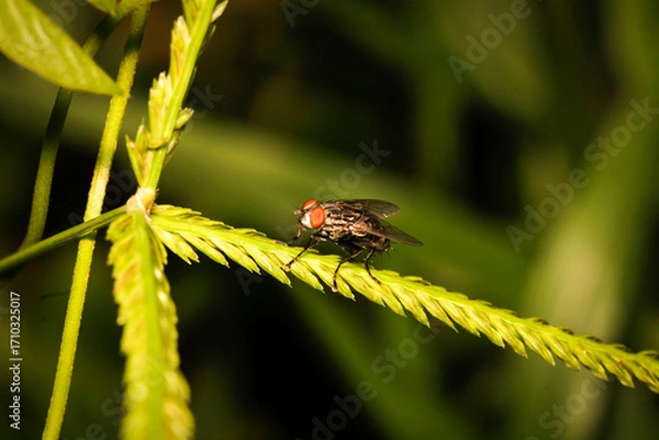 Fototapeta Close-up of a Fly with Red Eyes on a Leafy Green Stem