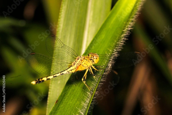 Fototapeta Close-up of Yellow Dragonfly Resting on Green Leaf in Nature