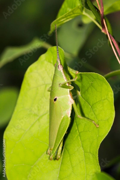 Fototapeta Green Grasshopper Perched on a Leaf in Bright Natural Environment