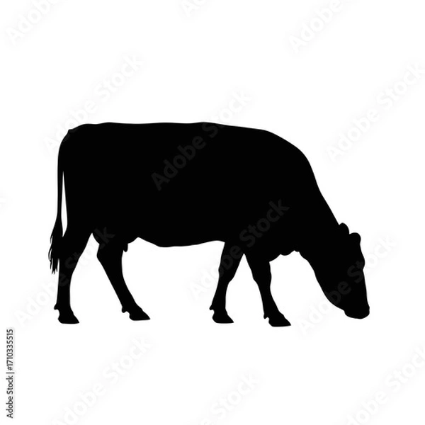 Fototapeta Black cow silhouette grazing on white background silhouette isolated on white background