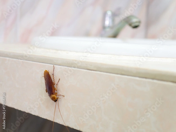 Obraz Close-up image of cockroach in house on background of water closet.