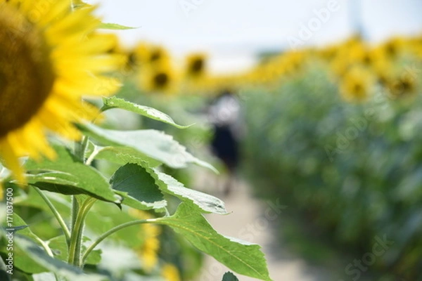 Fototapeta 向日葵畑