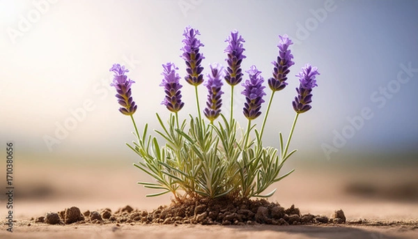 Fototapeta Single Lavender Plant Growing In Dry Soil Near A Light Background