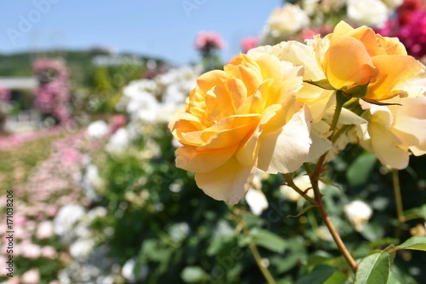 Fototapeta 黄色いバラ