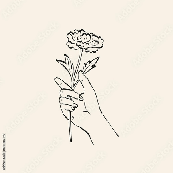 Obraz Botanical drawing. Minimal plant logo, botanical graphic sketch drawing,  meadow greenery, leaf and blooming flower abstract sketch element collection, rustic branch. Trendy tiny tattoo design, floral