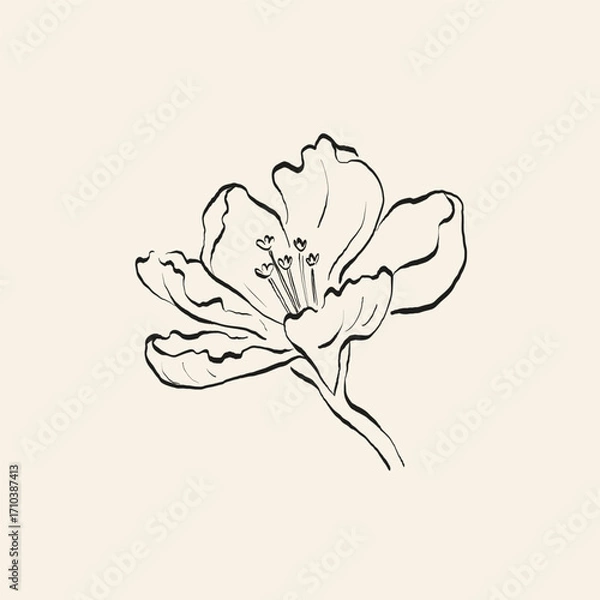 Obraz Botanical drawing. Minimal plant logo, botanical graphic sketch drawing,  meadow greenery, leaf and blooming flower abstract sketch element collection, rustic branch. Trendy tiny tattoo design, floral