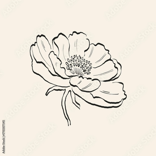 Obraz Botanical drawing. Minimal plant logo, botanical graphic sketch drawing,  meadow greenery, leaf and blooming flower abstract sketch element collection, rustic branch. Trendy tiny tattoo design, floral