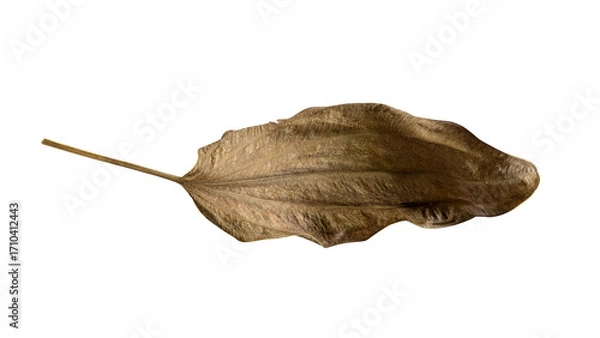 Fototapeta Single Dried Leaf with Visible Veins on White Background