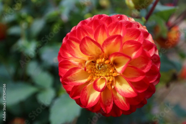 Fototapeta ダリア