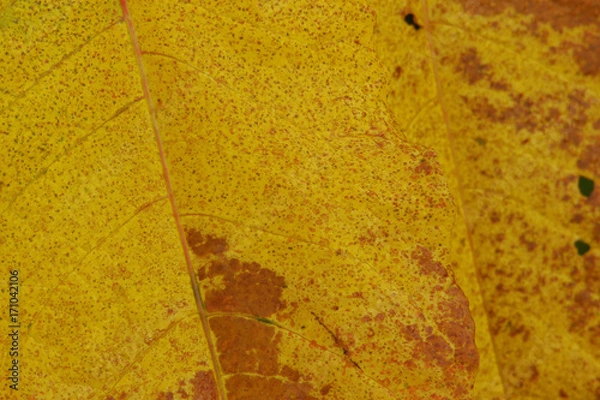 Fototapeta 虫食いのイタドリの葉