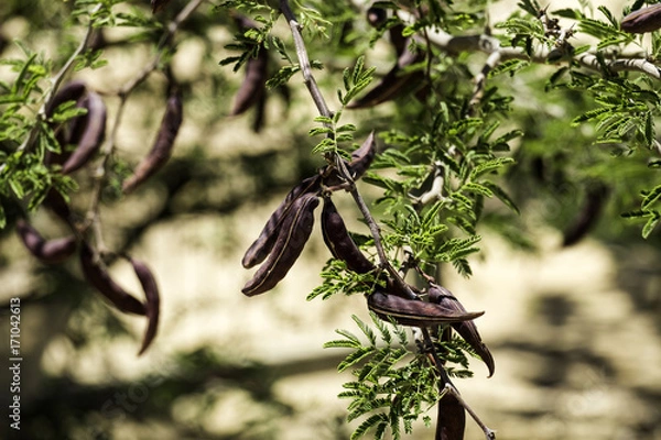 Fototapeta Large brown pods of the prickly mimosa, also known as Acacia farnesiana (Vachellia farnesiana)