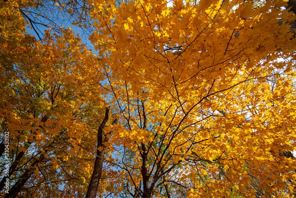 Fototapeta Branches with bright yellow maple leaves on a sunny day.