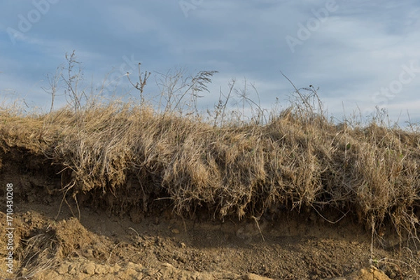 Fototapeta Dry grass on the slope of the erosion zone against the background of the sky.