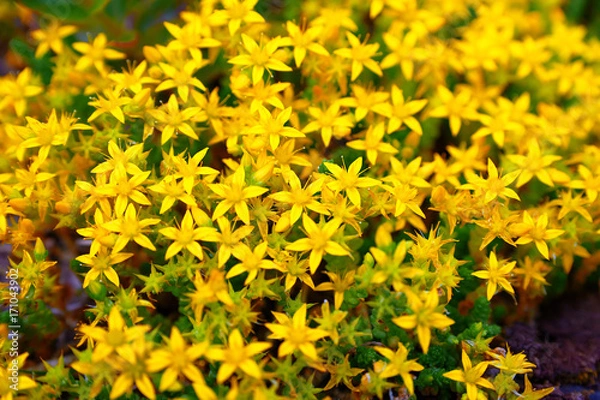 Obraz beam flowers of St. John's wort