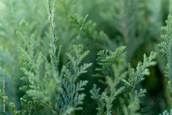 Fototapeta closeup of blue false cypress hedge