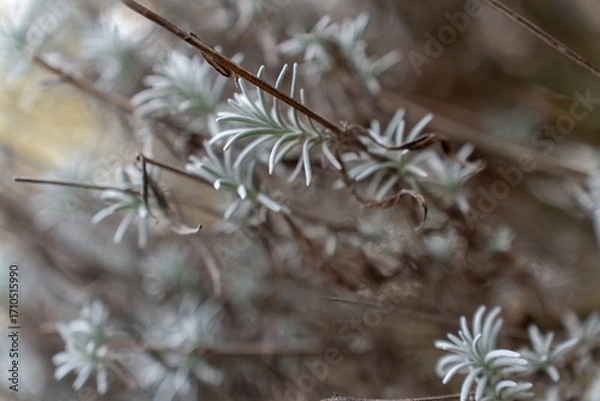 Fototapeta Lavender branches with frost against sunset background
