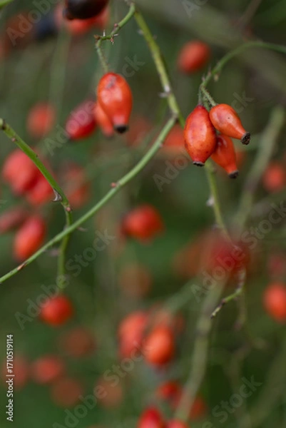 Fototapeta Vertical view of red dog-rose berries on green