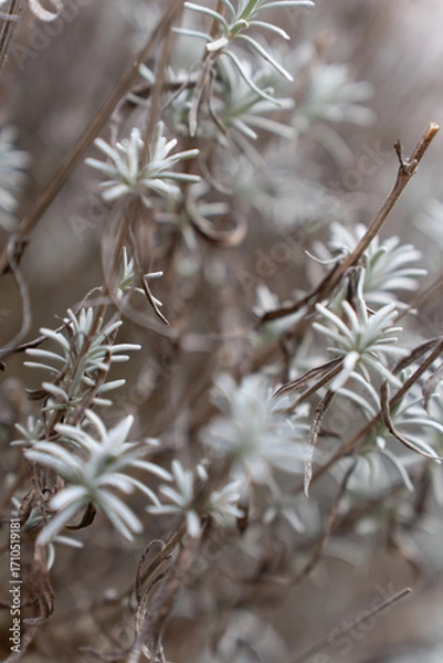 Fototapeta Close-up of bright turquoise lavender in winter