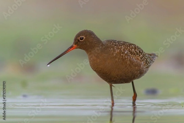 Obraz brodziec śniady