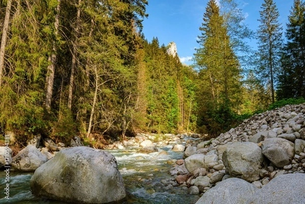 Fototapeta Clear mountain stream rushing between boulders in a coniferous forest. Rocky peak rises in the background. Peaceful summer nature scene from the mountains of Slovakia.