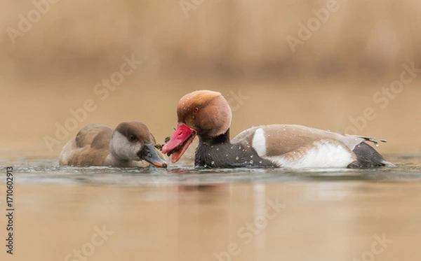 Fototapeta para hełmiatek