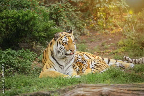 Fototapeta tigress lies with two cubs on the grass in the sun, family, mother's affection, animal life in the wild, Amur tiger, Panthera tigris altaica. Environmental protection