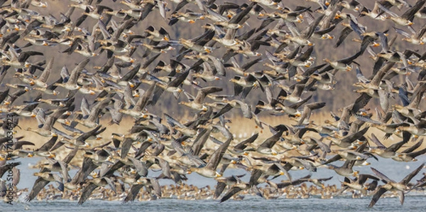 Fototapeta stado gęsi